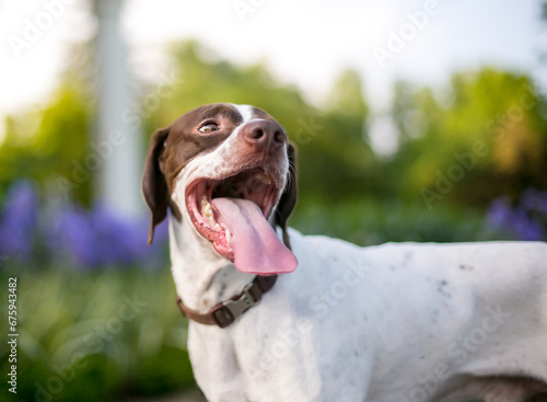 A Pointer mixed breed dog with a long tongue panting