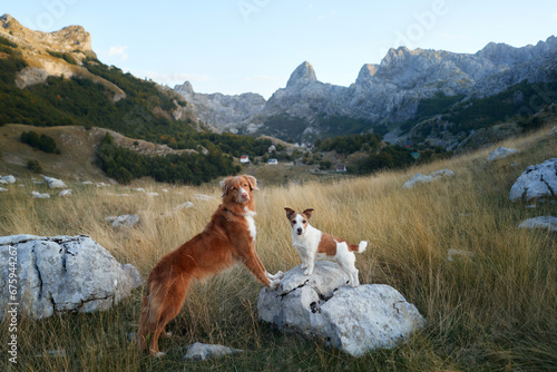 Two dogs in a mountainous terrain. Tolling Retriever stands prominently, with a smaller Jack Russell Terrier by its side. The backdrop features rugged hills, scattered rocks, and dense greenery © annaav
