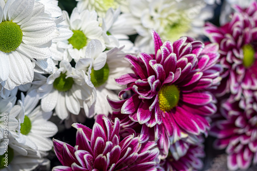 Bouquet of chrysanthemums. There are drops of water on the petals. On a dark concrete background.