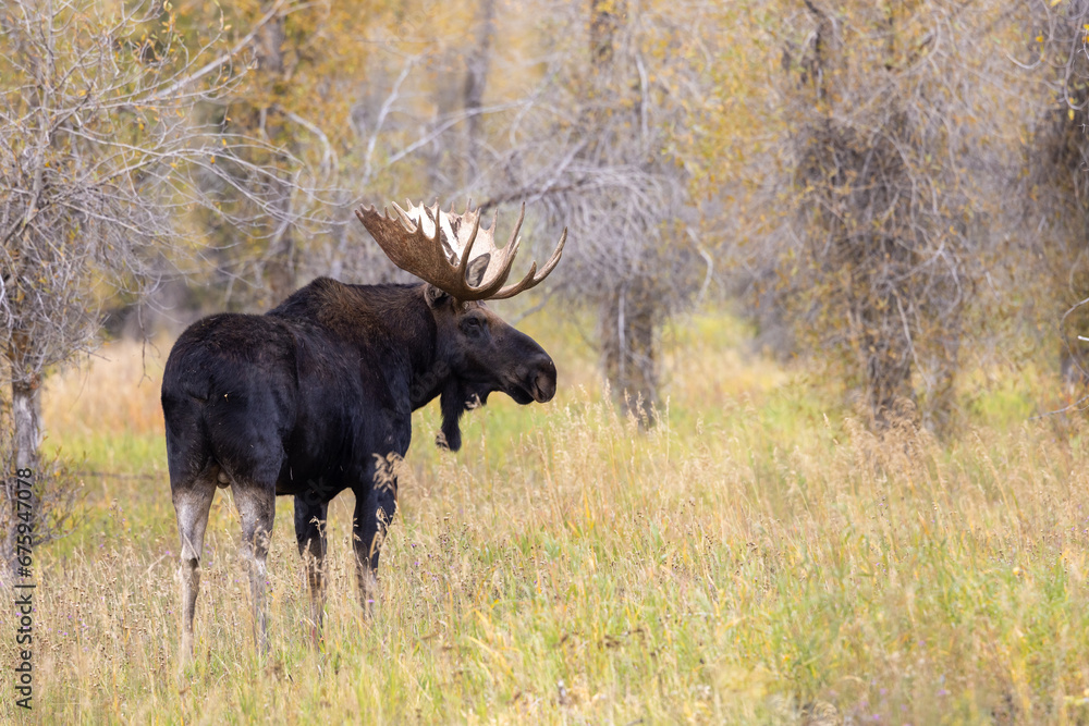 Bull Moose During the Rut in Wyoming in Autumn Bull Moose During the Rut in Wyoming in Autumn