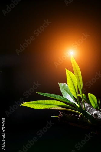 Close up of a green plant on black background with copy space.