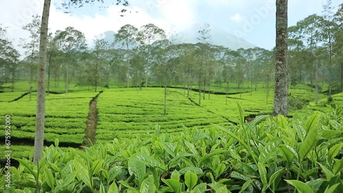 view of the tea plantation in Tambi, Wonosobo Indonesia in the morning with sunny weather with a mountainous background. photo