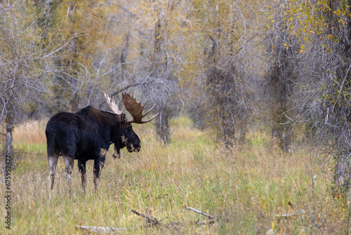 Bull Moose During the Rut in Wyoming in Autumn