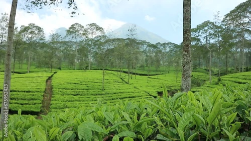 view of the tea plantation in Tambi, Wonosobo Indonesia in the morning with sunny weather with a mountainous background. photo