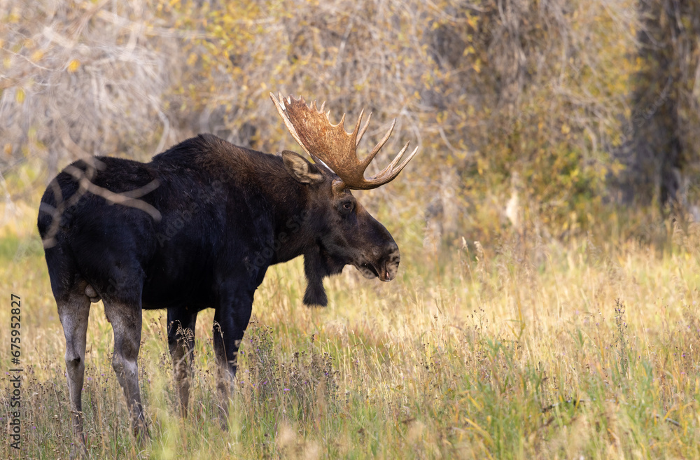 Bull Moose During the Rut in Wyoming in Autumn Bull Moose During the Rut in Wyoming in Autumn