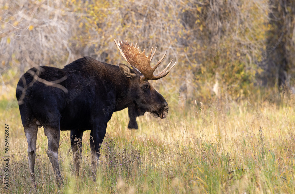 Bull Moose During the Rut in Wyoming in Autumn