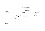 png flock of birds silhouette isolated on transparent clear background