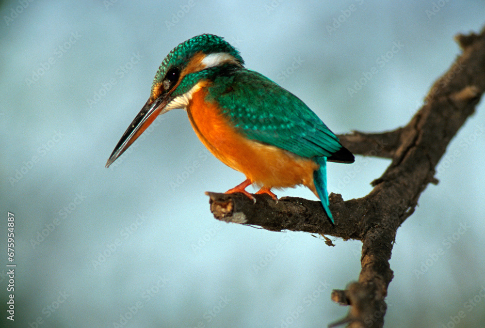 Fototapeta premium Martin pêcheur d'Europe,.Alcedo atthis, Common Kingfisher