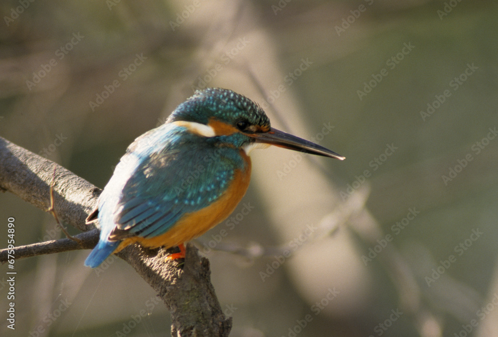 Martin pêcheur d'Europe,.Alcedo atthis, Common Kingfisher Martin pêcheur d'Europe,.Alcedo atthis, Common Kingfisher