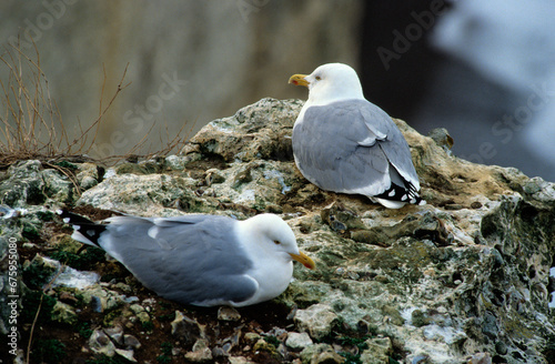 Goéland argenté,.Larus argentatus , European Herring Gull, photo