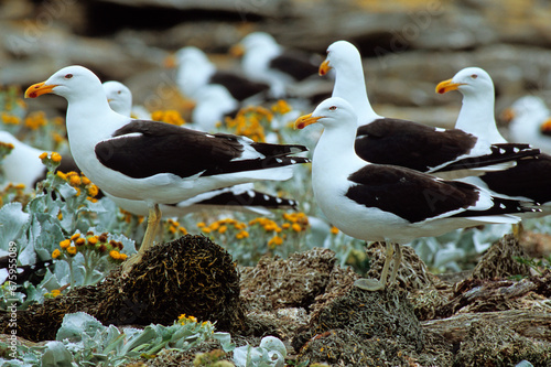 Goéland dominicain,.Larus dominicanus, Kelp Gull photo