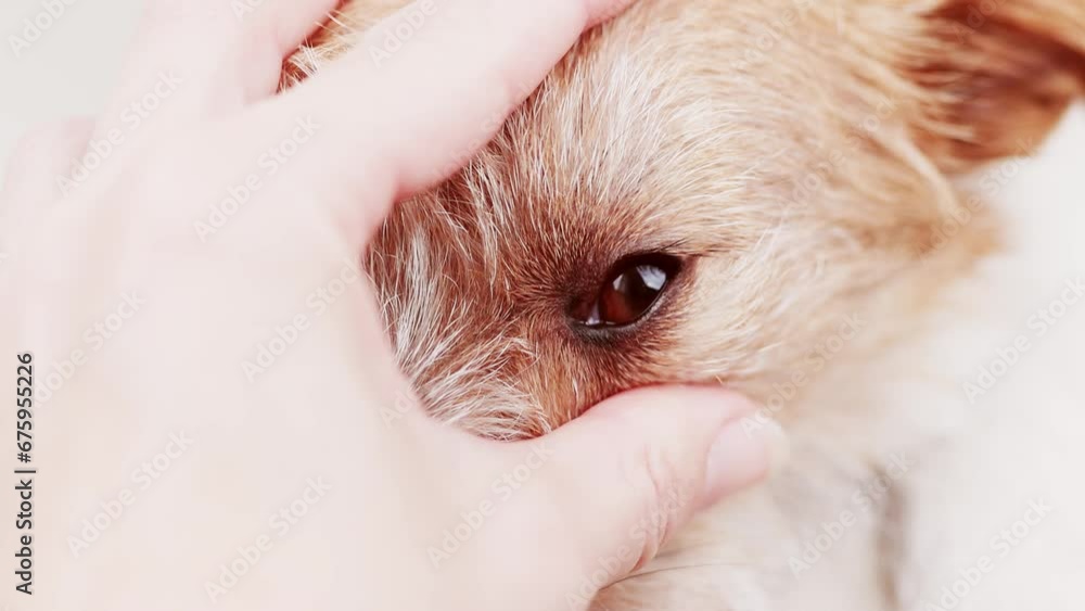 Owner's hand checking her healthy dog's eye. Pet care. Owner's hand checking her healthy dog's eye. Pet care.