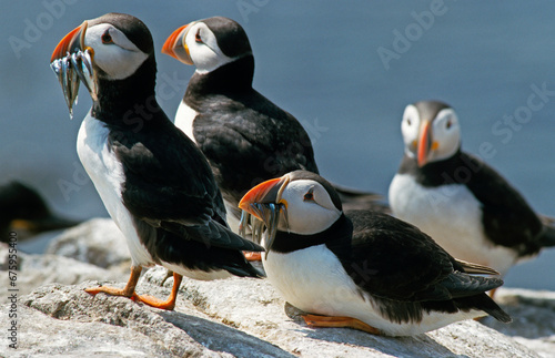 Macareux moine, poissons,.Fratercula arctica, Atlantic Puffin, Lançon, Hyperoplus lanceolatus