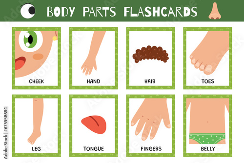 Body parts flashcards collection. Flash cards for practicing reading skills. Learn vocabulary for school and preschool. Hand, tongue, leg and more. Vector illustration