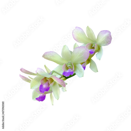 Orchid Phalaenopsis Isolated on Transparent Background
