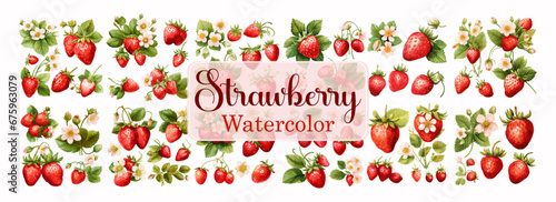Strawberry watercolor collection set fruit Vegetable fresh fruit summer isolated on white background vector illustration