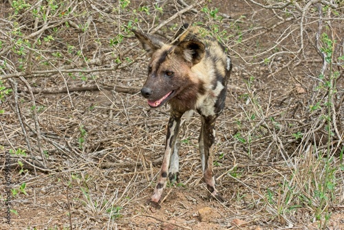 African wild dog in the bush