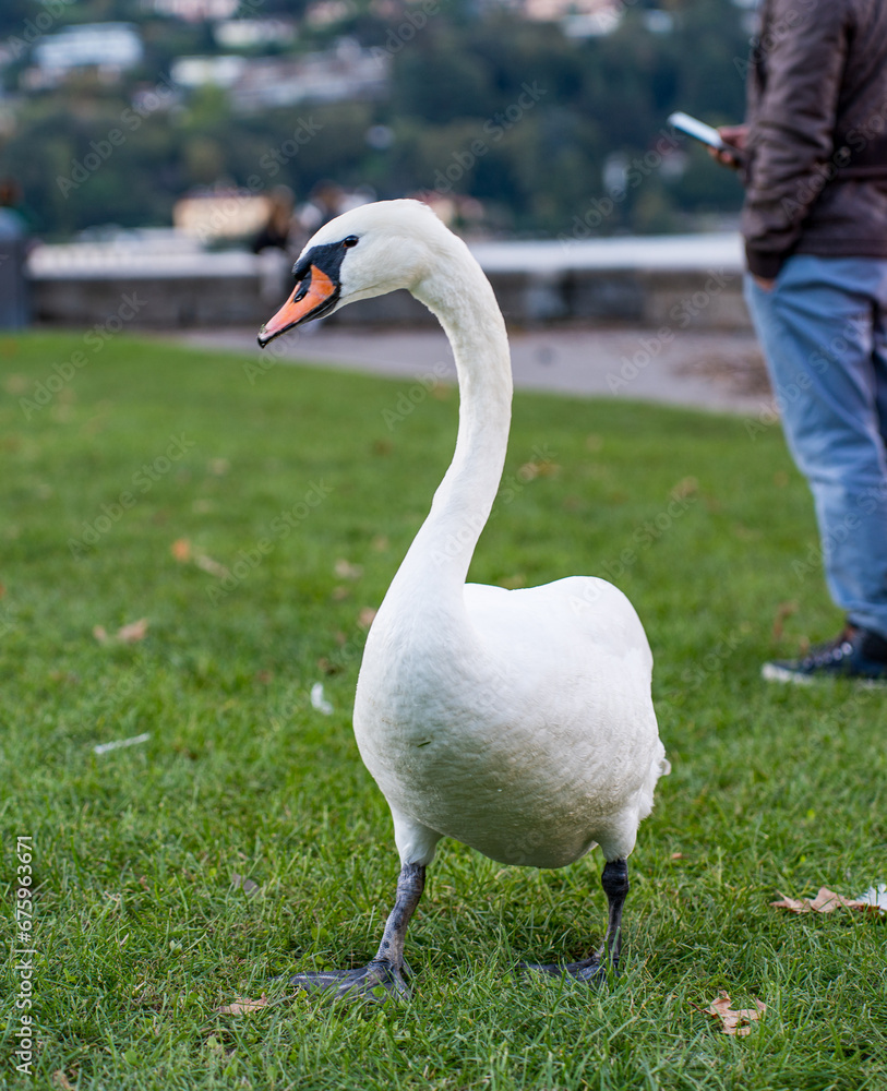 Panoramic Splendors: Lake Como Views Panoramic Splendors: Lake Como Views