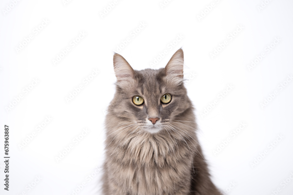 A gray cat sits on an isolated white background and looks into the camera.