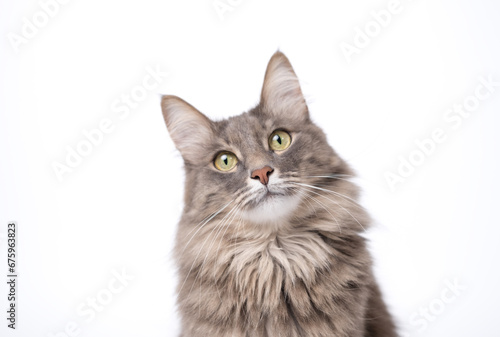 A gray cat sits on an isolated white background and looks into the camera. © deine_liebe