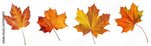 Autumn leaves isolate background red and yellow maple leaves in autumn on a PNG background h   leaves isolated on white   Collection of autumn leaves isolated on a white background