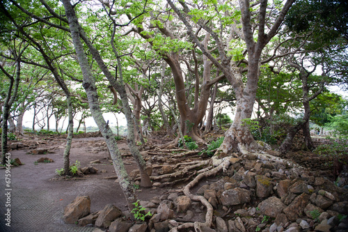 tree in the forest