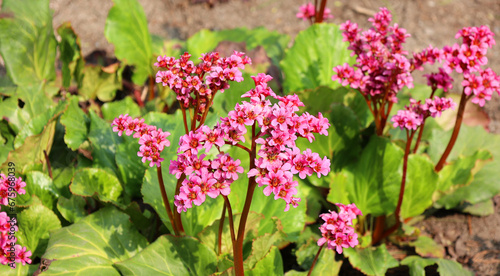 Bergenia crassifolia is a species of flowering plant of the genus Bergenia in the family Saxifragaceae. Common names heart-leaved, heartleaf,  leather, winter-blooming, elephant-ears bergania photo