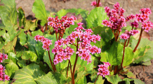 Canvas Print Bergenia crassifolia is a species of flowering plant of the genus Bergenia in the family Saxifragaceae