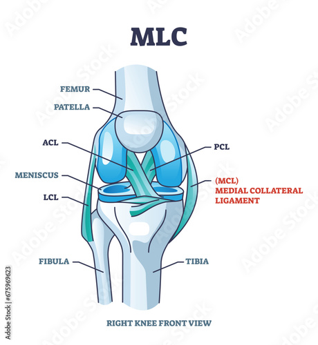 MLC or medial collateral ligament anatomical location in knee outline diagram. Labeled educational leg skeletal system with bones and ligaments vector illustration. ACL, PCL and LCL medical study.