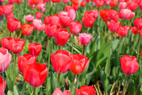Tulips is a perennial  bulbous plant with showy flowers in the genus Tulipa  of which up to 109 species