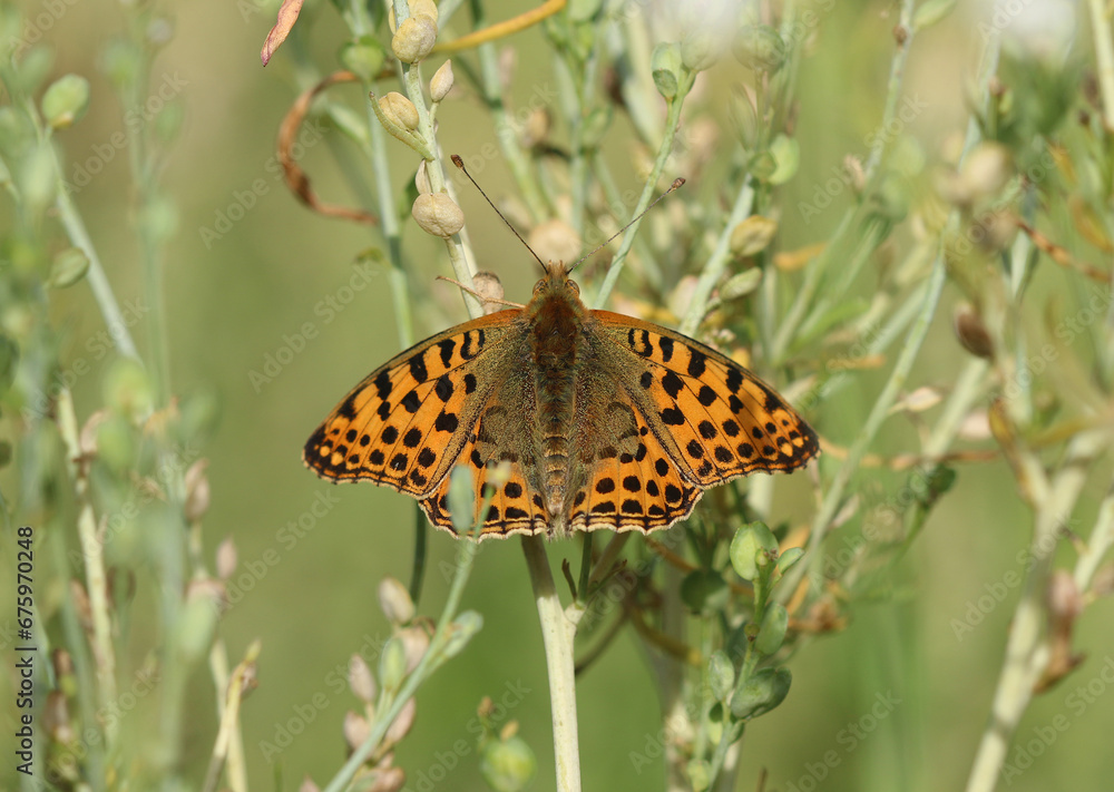 Obraz premium Kleiner Perlmuttfalter - Queen of Spain fritillary