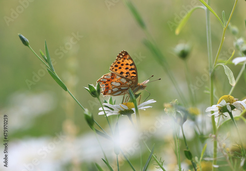 Kleiner Perlmuttfalter - Queen of Spain fritillary photo