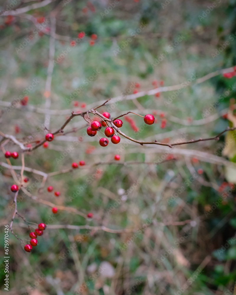 red berries on a bush in the forest red berries on a bush in the forest