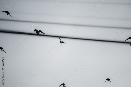Silhouette of a flock of birds behind wires