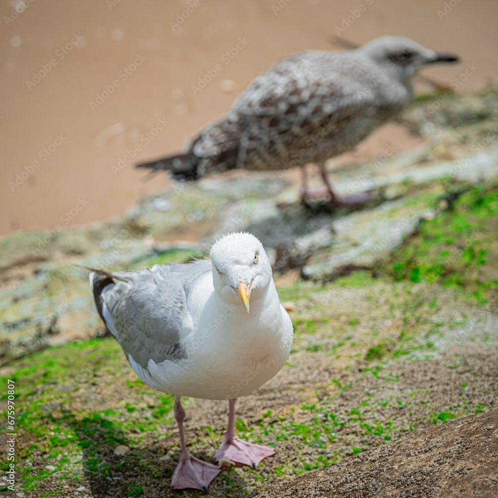 Seagulls at the beach at noon in summer Seagulls at the beach at noon in summer