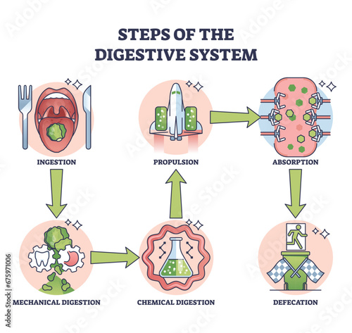 Steps of digestive system with gastric food processing outline diagram. Labeled educational scheme with fun explanation for ingestion, propulsion, absorption and defecation stages vector illustration