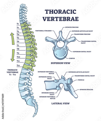 Thoracic vertebrae location and medical structure description outline diagram. Labeled educational scheme with anatomical backbone parts and detailed superior or lateral bone view vector illustration photo
