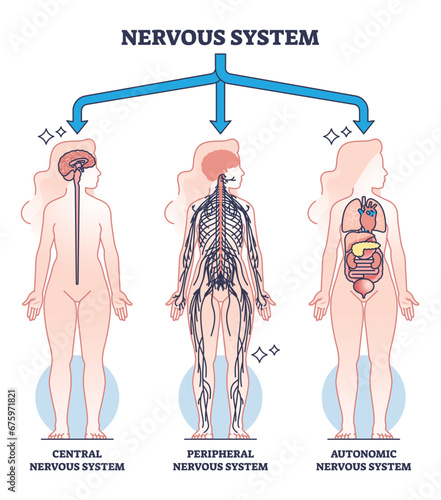 Nervous system main central, peripheral and autonomic parts outline diagram. Labeled educational scheme with neurology sections and body neurons division vector illustration. Nerve connection network