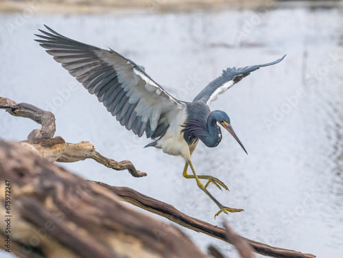 tri-colored heron landing on a tree branch