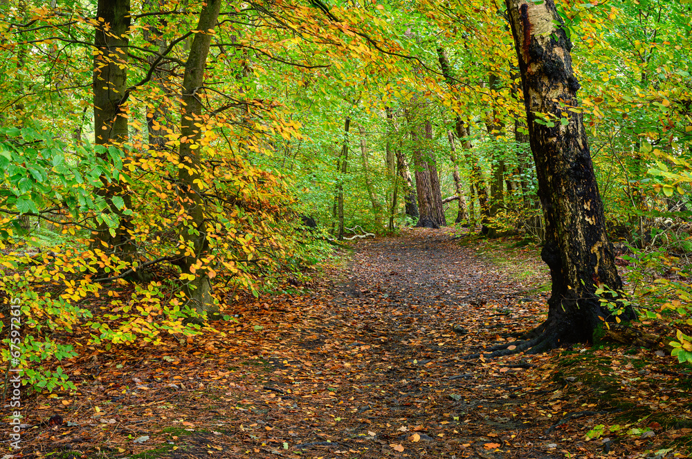 Fototapeta premium Footpath in Gosforth Park Woodland, located north of Newcastle in Tyne and Wear this woodland is popular with dog walkers and gives a rural setting in an urban area