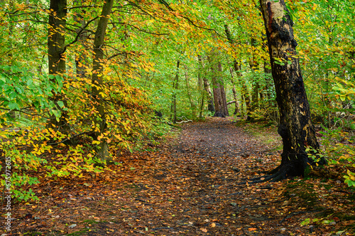 Footpath in Gosforth Park Woodland  located north of Newcastle in Tyne and Wear this woodland is popular with dog walkers and gives a rural setting in an urban area