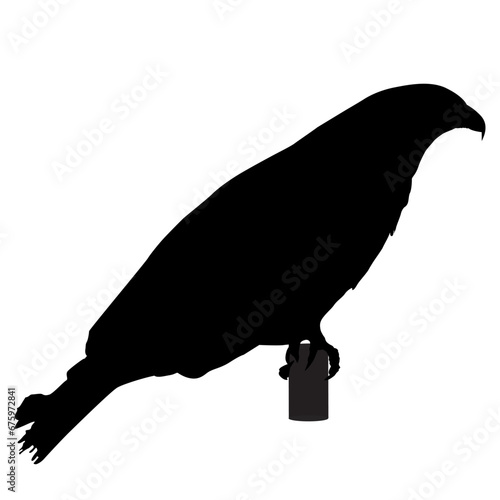 eagle silhouette. vector illustration. black color photo