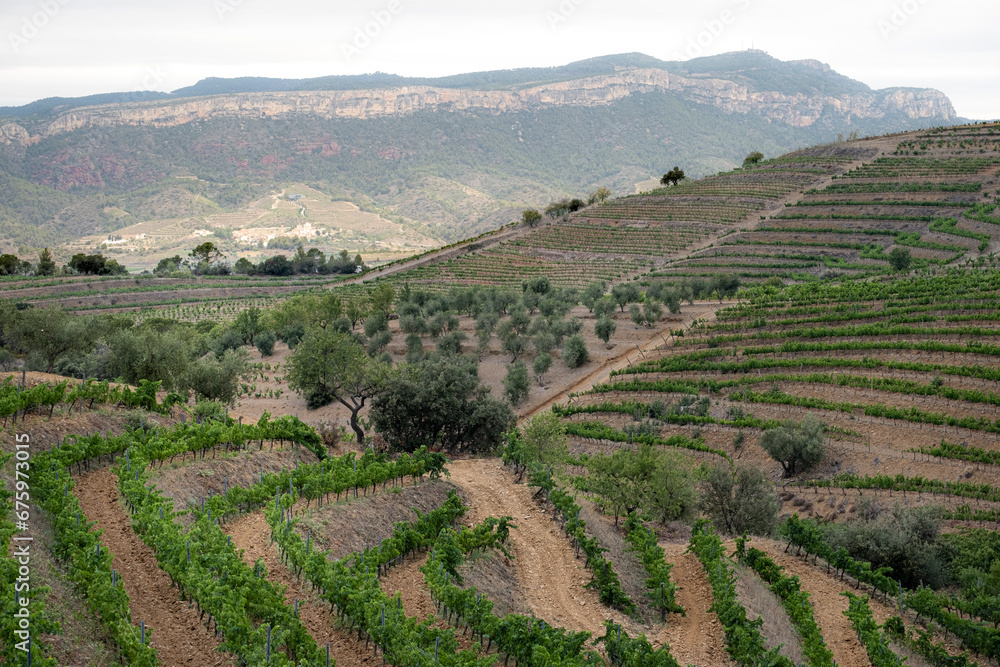 Landscape in the vineyards during spring in the Priorat appellation region in Catalonia in Spain Landscape in the vineyards during spring in the Priorat appellation region in Catalonia in Spain