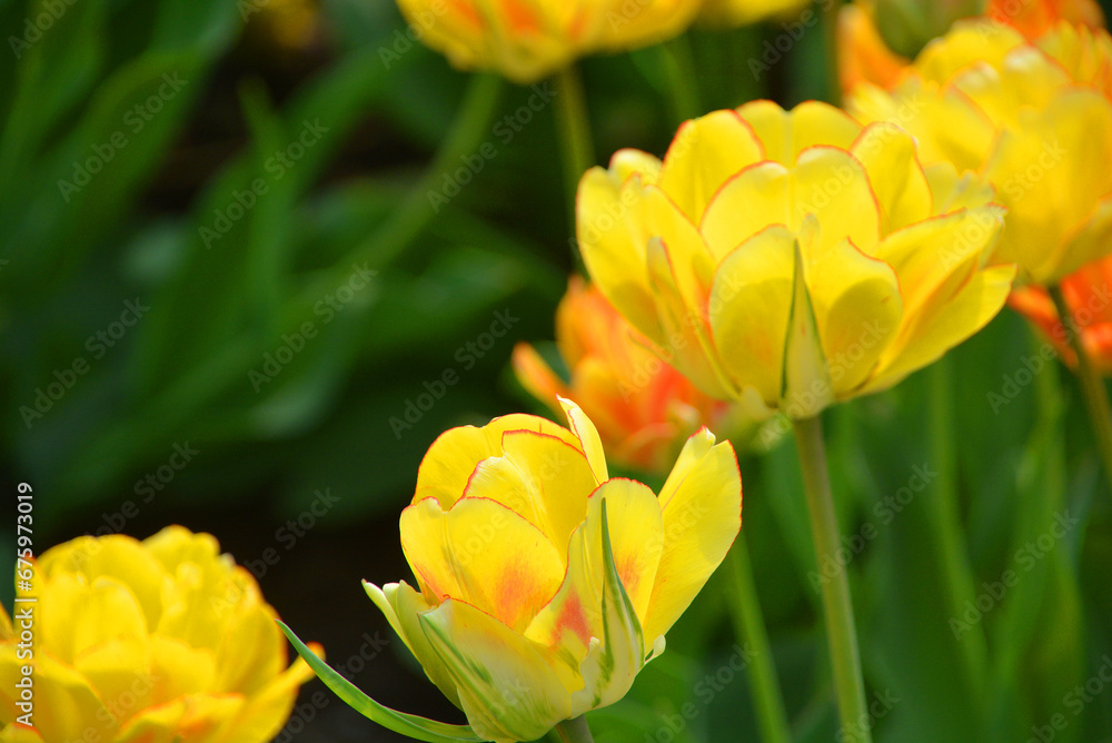 Tulips is a perennial, bulbous plant with showy flowers in the genus Tulipa, of which up to 109 species Tulips is a perennial, bulbous plant with showy flowers in the genus Tulipa, of which up to 109 species