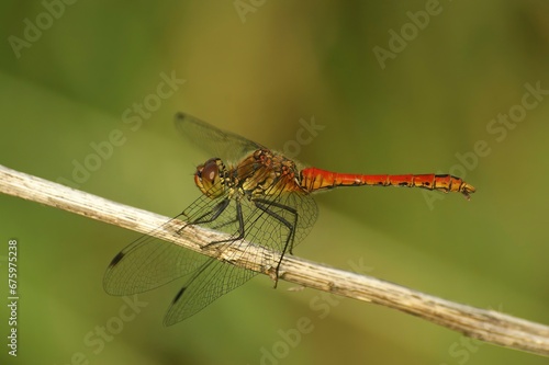 Closeup on the brilliant red male of the Ruddy darter dragonfly, Sympetrum sanguineum photo