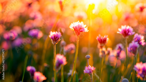 field of flowers © Italophoto