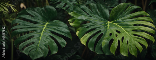 Tropical jungle Monstera leaves  Exotic plants. Can be used for background  greeting cards  flyers  invitation.