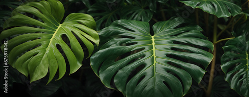 Tropical jungle Monstera leaves  Exotic plants. Can be used for background  greeting cards  flyers  invitation.