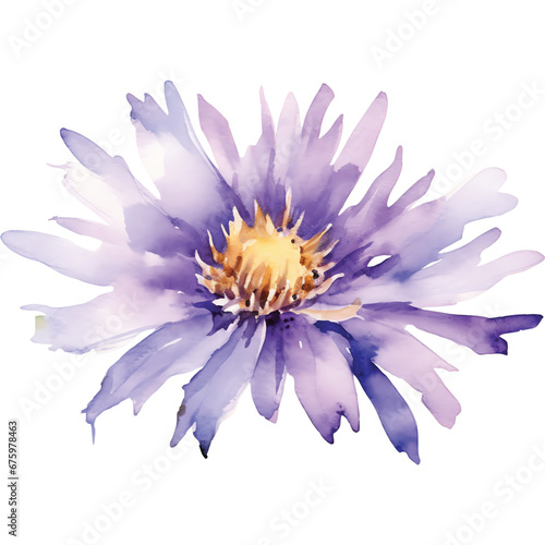 watercolor purple aster flower photo