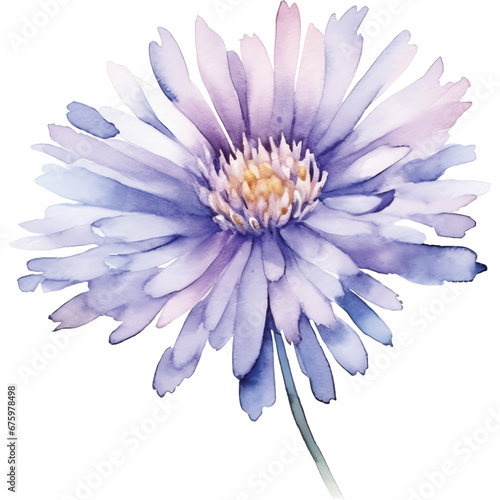 watercolor purple aster flower © Rawitcha
